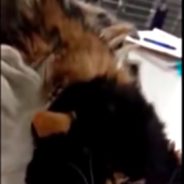 Shelter Staff Springs Into Action When They See “Worst Case Of Matted Fur” Ever