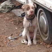 Special Agent Saves Pit Bull from Clearlake, California