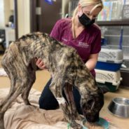 Starving Dog Left To Die In Kentucky Parking Lot Gets Adopted By Shelter Worker