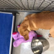 Stray Dog Repeatedly Steals Toy Unicorn From Dollar General So Animal Control Buys It For Him