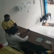 Stray Dog With Injured Paw Asks The Vet’s Office For Help