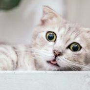 Study Finds That Cats Are Influenced By Their Owner’s Personality