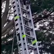 Tenacious Cat Rescues Itself From Tree By Climbing Down Firefighters’ Ladder