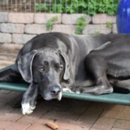 The World’s Oldest Great Dane Stays Young By Playing With A Tiny Chihuahua Puppy