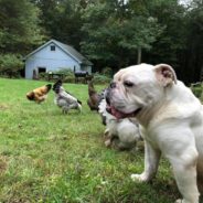 Three Dogs Face Off With A Giant Stuffed Lion