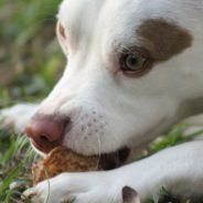 TikTok Users Are Feeding Chicken Wings Covered In Hot Sauce To Their Dogs In Dangerous Challenge