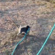 Tiny Puppy Attempts To Take A Wild Mustang For A Walk