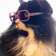 Truffles The Kitty Gets Kids Comfortable With Eyewear By Wearing Her Own