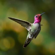 Two Baby Hummingbirds, The Size Of Jelly Beans, Rescued By California Humane Society