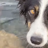 Watch The Moment A Border Collie Loses A Tennis Ball To An Octopus