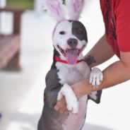 Well-Mannered Shelter Dog Doesn’t Understand Why No One Has Called Or Come To Meet Her