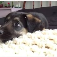 When Mom Says ‘No,’ Adorable German Shepherd Puppy Talks Back