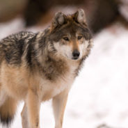 Wisconsin Hunters Kill 178 Gray Wolves In 72 Hours