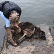 Woman Gets Off With Just A Fine After She Tried To Drown Her Senior Dog