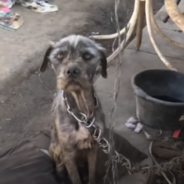 Woman Uses Kindness To Convince Man To Surrender His Neglected Dogs