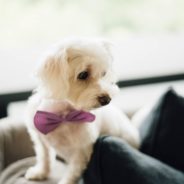 14-Year-Old Is On A Mission To Help Shelter Dogs With Bow Ties