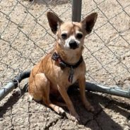 46 Chihuahuas Rescued From Hoarding Situation In New Mexico After Owner Passes Away