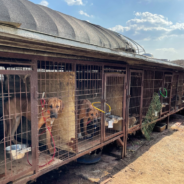 50 Dogs Rescued From Abandoned Slaughterhouse By Korean Animal Rescue Organizations