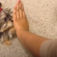 Adorable Puppy Plays Patty Cake With Her Owner