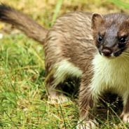 Baby Stoats Meet For The First Time And Become Best Friends