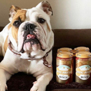 Busch Is Looking For A ‘Chief Tasting Officer’ To Test Nonalcoholic Dog Beer