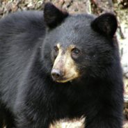 California Black Bear Cubs Are Less Afraid Of Humans Due To Puzzling Brain Illness