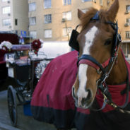 Carriage Horses in New York City Are Forced To Work 9-Hour Days, 7 Days A Week