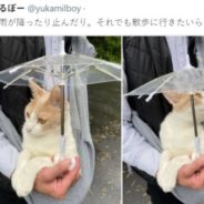 Cat In Japan Walks In The Rain With A Tiny Cat-Sized Umbrella