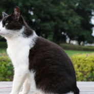 Cat Who Survived Being Buried Alive In 2015 Is Enjoying His New Home