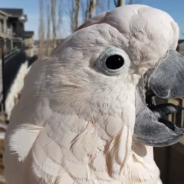 Cockatoo Does A Near-Flawless Impression Of A Chicken