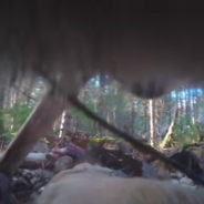 Collar-Camera Reveals Surprising Habits Of Minnesota’s Northwoods Wolves