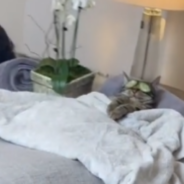 Dad Spends A Spa Day With His Cat In Viral Video