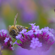 Despite Pesticide Use Declining in the US, Toxicity Levels in Our Pollinators Continues to Increase