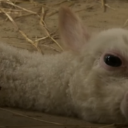 Disabled, Orphaned Baby Alpaca Gifted A Wheelchair So She Can Walk Again