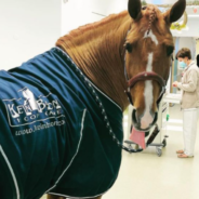 ‘Doctor Peyo’ Is A Special Horse That Comforts Cancer Patients