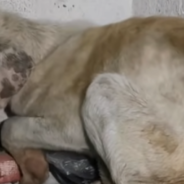 Dog Is Rescued After Being Found Living In The Garbage