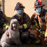 Dog Saves Her Family After Warning Them Of A House Fire