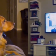 Dog Sees Darth Vader For The First Time And Hides Behind The Couch In Fear