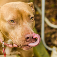 Dog Spills The Bleach And Accidentally Makes The Best T-Shirt For His Owner