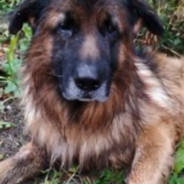 Dog Was Allegedly Buried Alive But Dug Himself Out Of His Own Grave