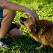 Dogs Get Jealous At The Thought Of Their Owners Interacting With Another Dog, Study Finds