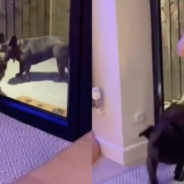 Dogs Use Their Own Doorbell To Get In The House