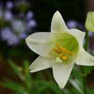 Easter Lilies Are Extremely Poisonous To Cats