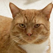 FIV-Positive Cat Finds Forever Home After Spending 6 Years In Shelter