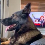 Former Police Dog’s Reaction To The Word ‘Cocaine’ Goes Viral