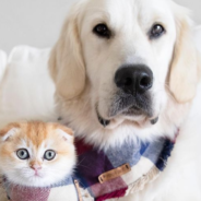 Golden Retriever Becomes Best Friends With A Tiny Cat And The Two Are Inseparable