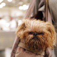 Grumpy Instagram Dog Is Chewbacca’s Doppelganger