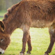 Guilty Donkey Gets The Best Of His Dad During A Lecture