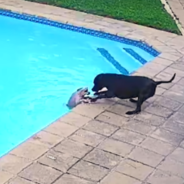 Hero Dog Saves His Friend From Drowning In The Pool