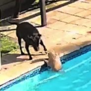 Heroic Rescue Dog Saves Smaller Dog From Drowning In Pool